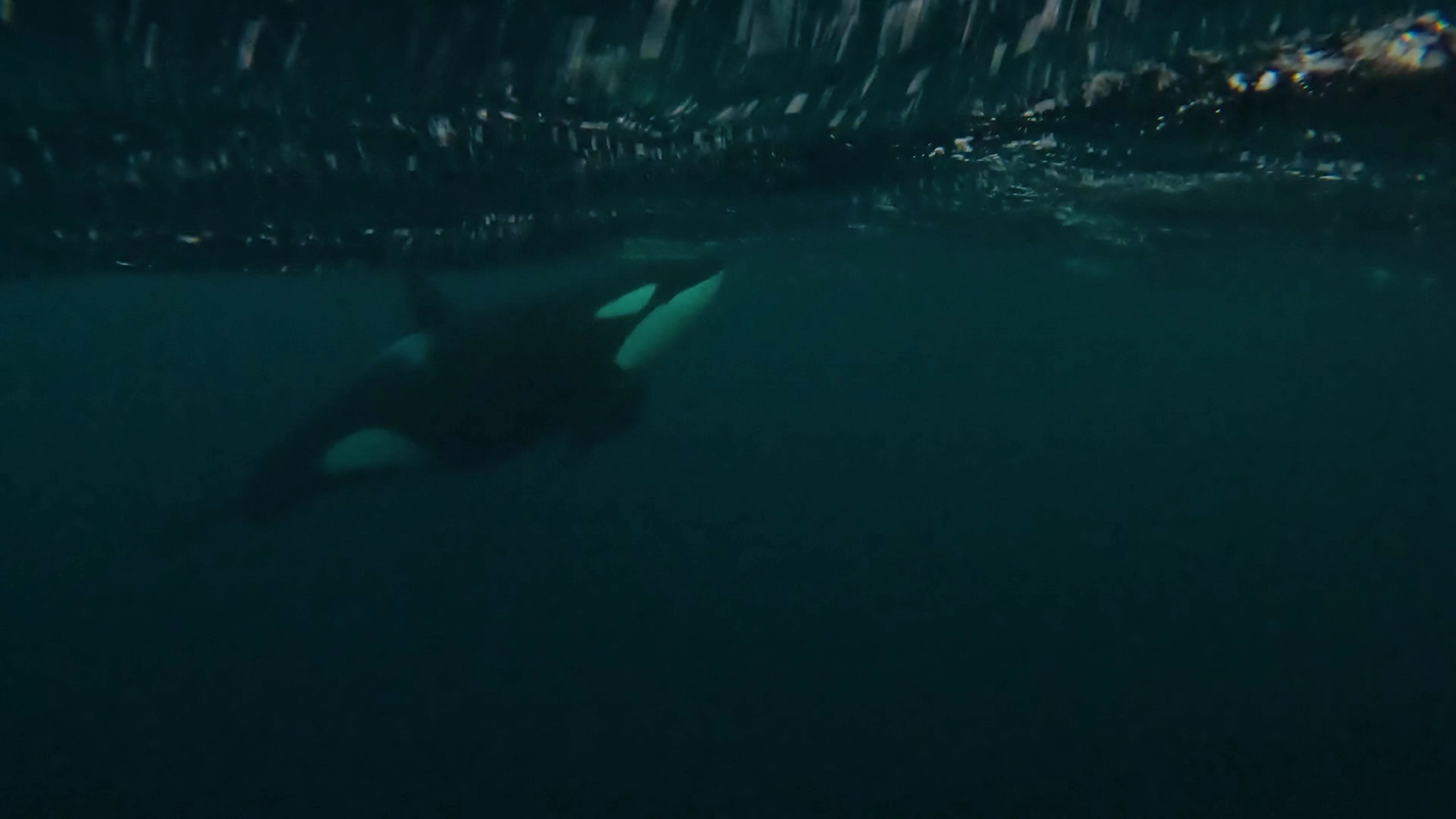 GoPro reference photo from Norway orca encounter